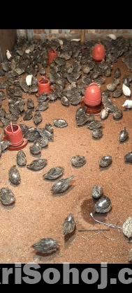 কয়েল পাখি